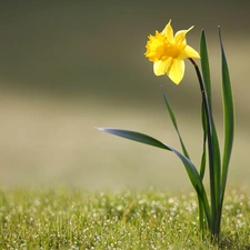 spring, jonquil