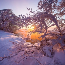 Jura Mountains, winter, viewes, Sunrise, trees, Alps, Switzerland, Snowy