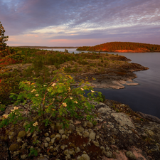 Karelia, Russia, lake, Ladoga, viewes, VEGETATION, rocks, trees, Islet