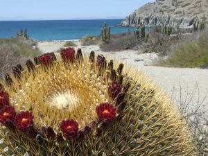 flower, Katalina Island, Mexico, Cactus