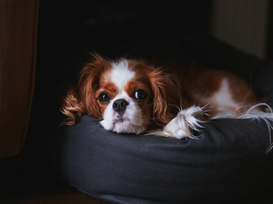 Cavalier King Charles spaniel, Pouf