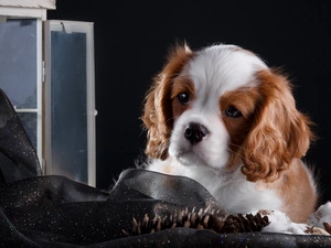 Window, Puppy, Cavalier King Charles spaniel