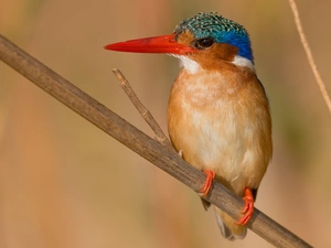 twig, Bird, Malachite Kingfisher