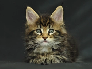 kitten, Maine Coon