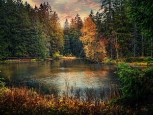 forest, Canton of Jura, trees, Étang de la Gruère Lake, Switzerland, autumn, viewes
