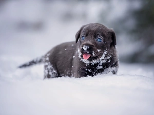 winter, snow, Puppy, Labrador Retriever, dog