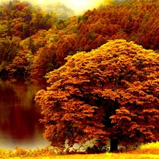 lake, autumn, trees, viewes, color