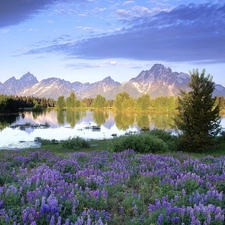 Mountains, lupins, lake, Meadow