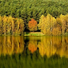 lake, reflection, trees, viewes, forest