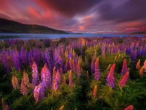 lupine, Mountains, Tekapo Lake, Flowers, New Zeland