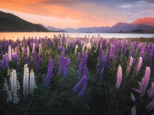 Meadow, Mountains, Tekapo Lake, lupine, New Zeland