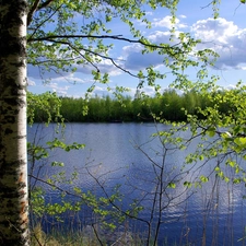 trees, birch, lake, viewes