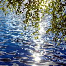 lake, Leaf, Twigs