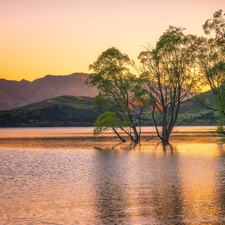 trees, viewes, Wanaka Lake, Mountains, New Zeland