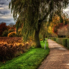 Willow, viewes, lake, trees