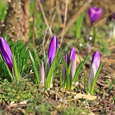 crocuses, grass, land, purple