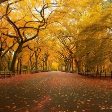 trees, New York, lane, Central Park, The United States, viewes, Leaf