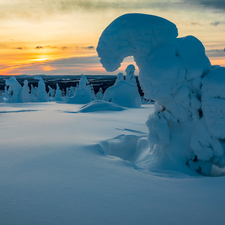 trees, viewes, Finland, Riisitunturi National Park, Lapland, snowy, winter, Great Sunsets