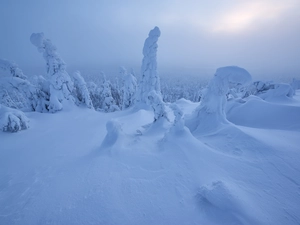 Snowy, Finland, viewes, Lapland, winter, trees, sun