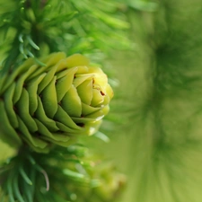 cone, larch