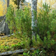 large, stone, trees, viewes, autumn