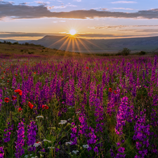 larkspur, Meadow, Mountains, rays of the Sun, papavers, Flowers
