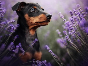 lavender, dog, Pinscher