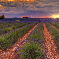 lavender, plantation, Field, trees, Provence, France, Great Sunsets, Valensole, viewes