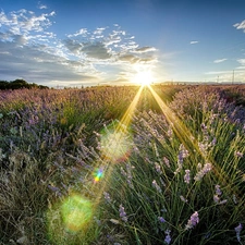 west, rays, lavender, sun