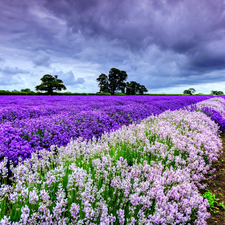 lavender