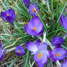 Lawn, Modrakowe, crocuses