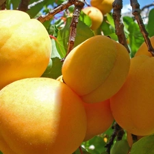 Leaf, Yellow, apricots