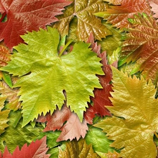 Leaf, color, Autumn