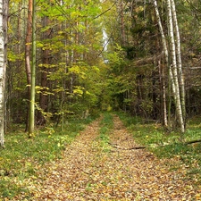 Leaf, autumn, Way, birch, forest