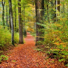 Leaf, autumn, trees, viewes, forest