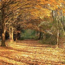 Leaf, autumn, trees, viewes, forest