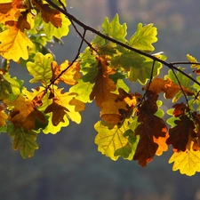 Leaf, oak, Autumn