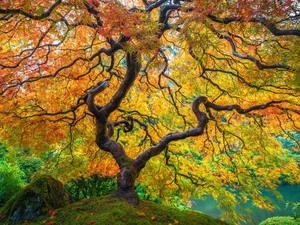trees, Leaf, autumn, Maple Palm