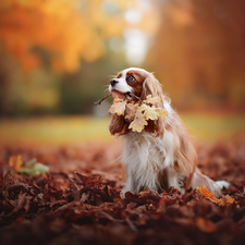 Cavalier King Charles spaniel, Leaf, autumn, Park