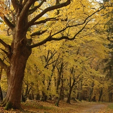 Leaf, autumn, trees, viewes, Park