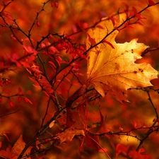 leaf, Autumn, Bush, dry, Red