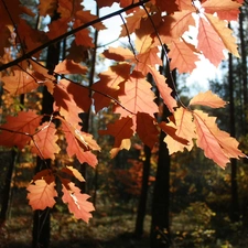 autumn, Red, Leaf, forest