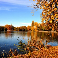 Leaf, autumn, trees, viewes, River