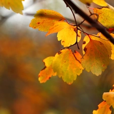 Leaf, Yellow, Autumn