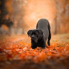 Cane Corso, Black, Leaf, autumn, Park, dog