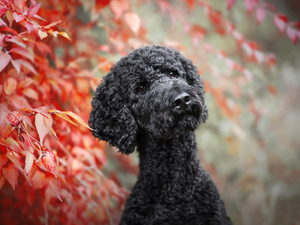 muzzle, Leaf, Black, poodle, dog