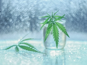 Bokeh, Cannabis Seeds, Leaf