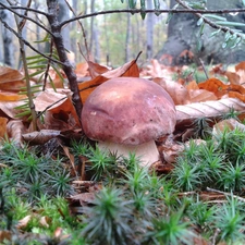 boletus, needles, Leaf, forest