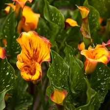 Leaf, Orange, Calla