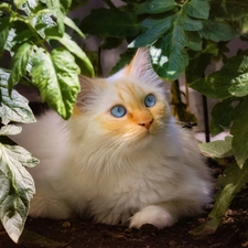 Blue, White, plant, Leaf, Eyes, cat